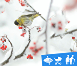 Reconnaître le chant des oiseaux en hiver accessible à tous