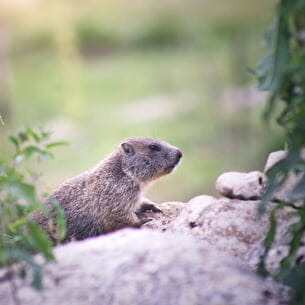 Marmottes