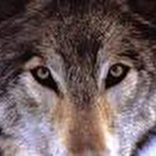 Parlez moi du loup