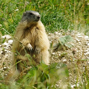 Rando, Marmottes en famille