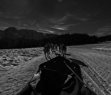 Chien de traineau Chamrousse