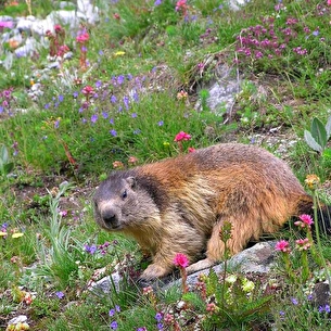 Approche des marmottes