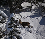 Raquettes Chamrousse