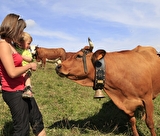 Rando à l'alpage avec traite des vaches
