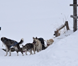 Chiens de traineaux vers le monal