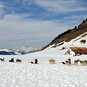 Baptême en traîneau à chiens