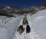 Aventure nordique en cani rando