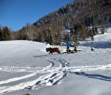 Luge attelée