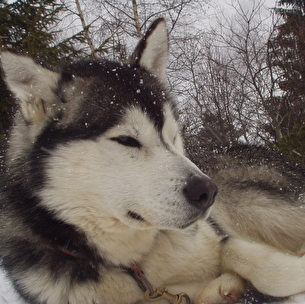 chiens de trainaux 001