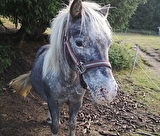 Equitation, balades à cheval pour tout niveau