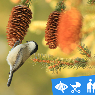 Reconnaître le chant des oiseaux en été accessible à tous