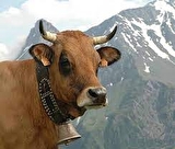 Vache