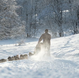 Baptême en chiens de Traîneaux