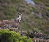 Affût chamois le matin et accrobranche l’après-midi
