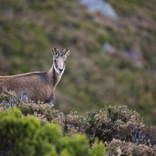 Chamois animal montagne