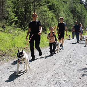 Cani randonnée avec Trott Husky