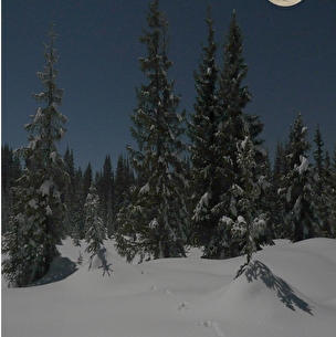 Sortie nocturne au clair de lune