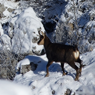 sur les traces des animaux