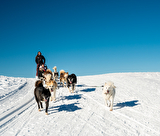 Balade_en_chiens_de_traineaux-JNJ_Photo-33675