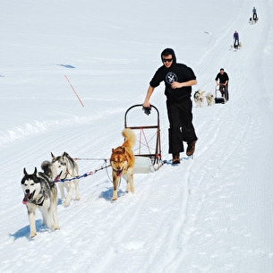 Initiation à la conduite d'attelage avec White Forest