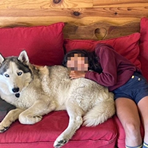 Séance de médiation par l'animal avec Husky en thérapie