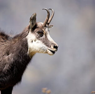 chamois3