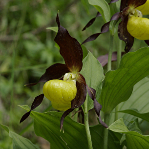 Sabot de vénus