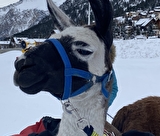randonnée raquette et Lama
