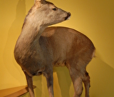 Maison de la Faune