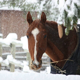 Serre Chevalier Equitation