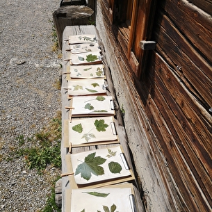 Atelier Photographie végétale