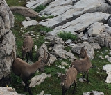 Randonnées au fil de la montagne