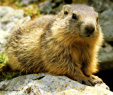 Approche des marmottes