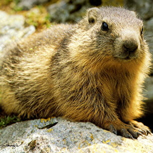 Approche des marmottes