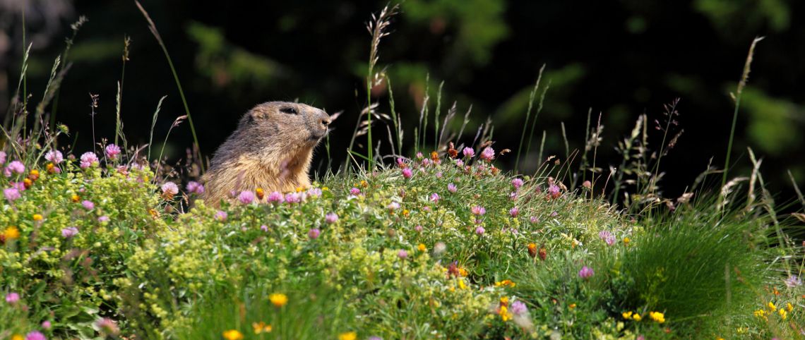 Où voir des marmottes cet été ?